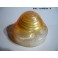Indicator light AXO A305