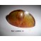 Cabochon feu clignotant SCINTEX Jockey (plastique)