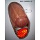 Left taillight lens PK LMP 3670-212