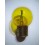 Lampe Code normal 12V 36/45W BA21d
