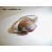 Feu gabarit rouge cristal complet CIPA 1820
