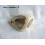 Right indicator sidelight lens HUSSEX PRELYO 159